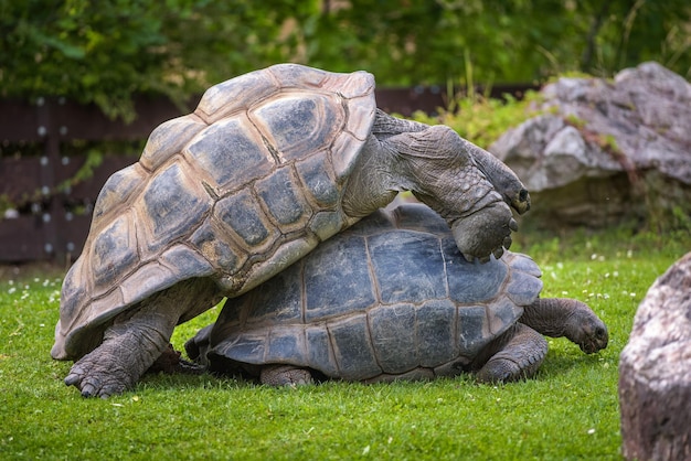 Twee Aldabra-reuzenschildpadden paren