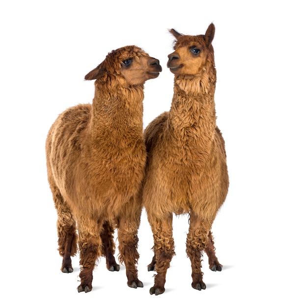 Twee Alpaca's kijken naar elkaar