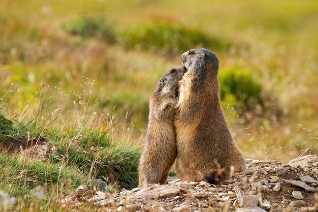 Twee Alpenmarmotten knuffelen en raken met neuzen in de buurt van den