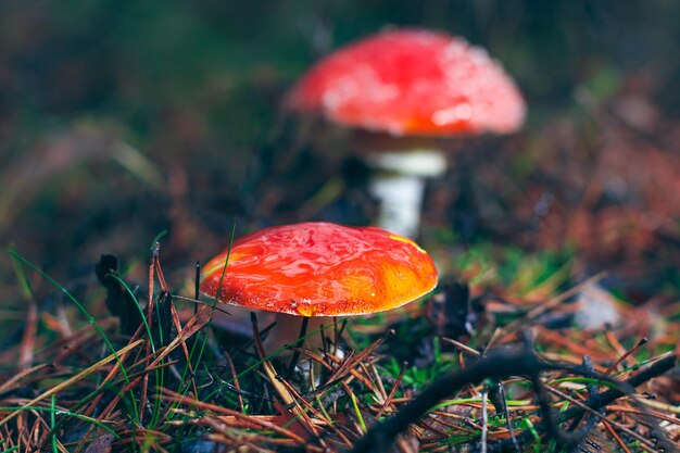 Foto twee amanita muscaria bekend als de vliegenzwam of vliegenamaniet