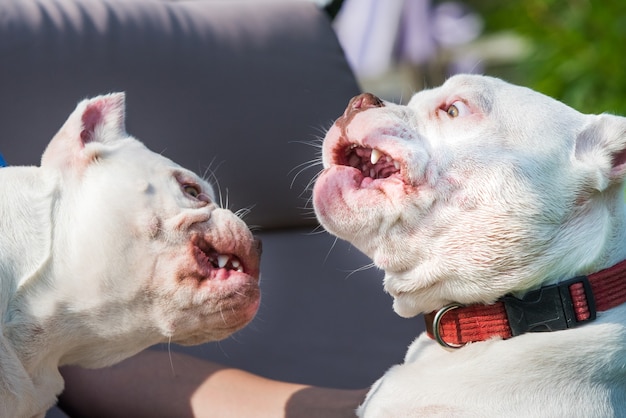 Twee Amerikaanse bullebak puppy's zijn aan het spelen