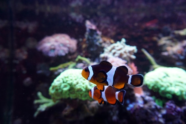 Twee anemoonvissen die in aquarium zwemmen