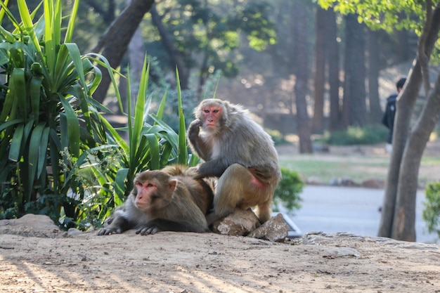 Twee apen zitten buiten achtergrond natuur dieren in het wild