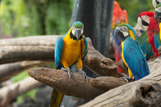 Twee ara's zitten op een tak in een dierentuin.