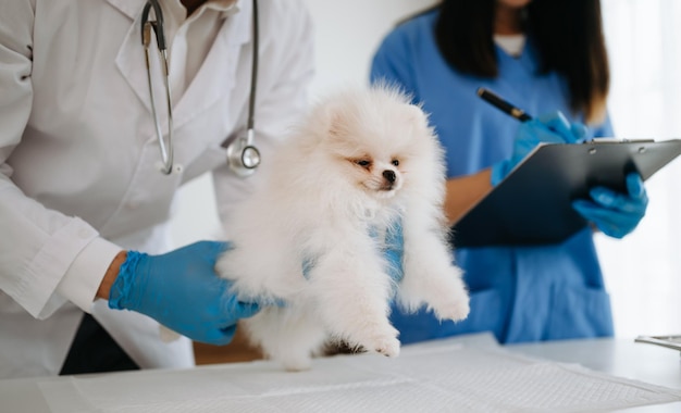 Twee artsen onderzoeken hem Diergeneeskundig concept Pomeranian in veterinaire kliniek