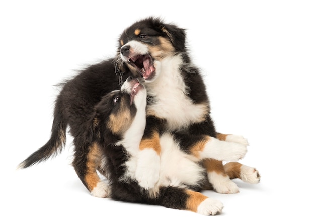 Twee Australian Shepherd puppies, spelen vechten tegen een witte achtergrond