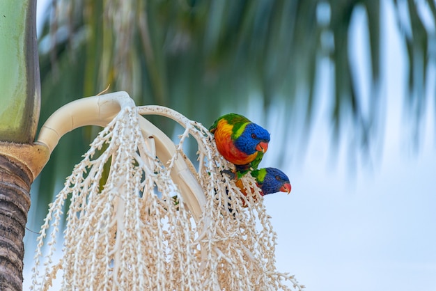 Twee Australische Lorikeets die op Palm zitten. Animal Concept.lis