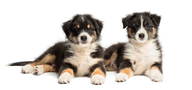 Twee Australische puppy van de Herder, liggend en bekijkend camera tegen witte achtergrond