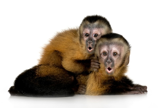 Twee Baby Capuchins op wit