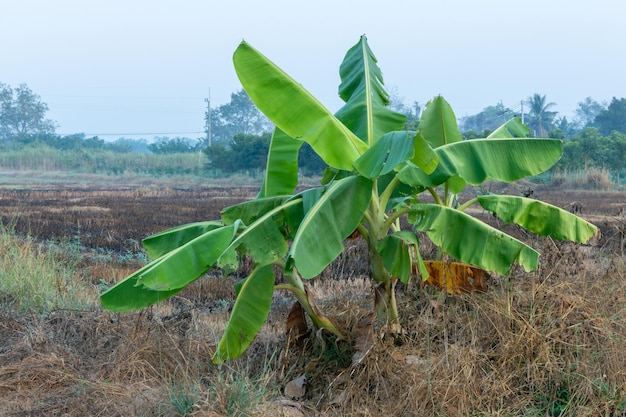 Twee bananenbomen in de tuin Natuurlijke achtergrond