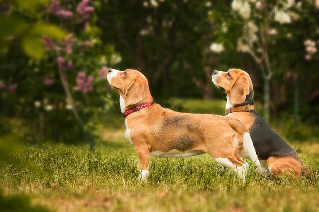 Twee beagle honden in een veld kijken omhoog naar een bloem