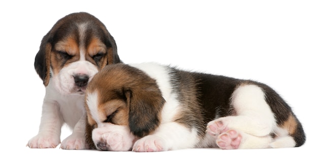 Twee beagle puppies, 1 maand oud,