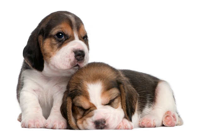 Twee beagle puppies, 1 maand oud,