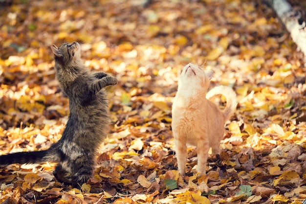 Twee bedelende katten die in de herfst buiten op de gevallen bladeren lopen