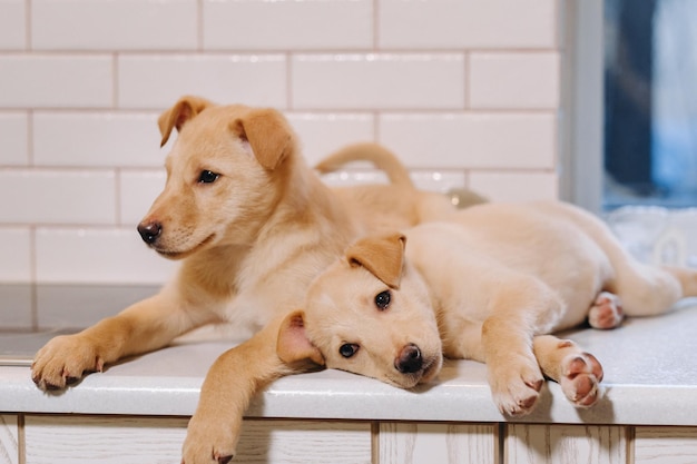 Twee beige puppy's liggen op het aanrecht in de keuken