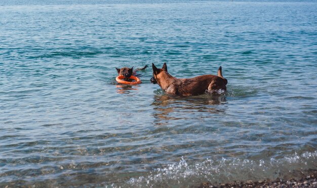 twee Belgische herders spelen op het strand, twee honden op het strand, honden zwemmen en spelen in de ses