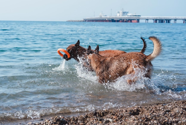 twee Belgische herders spelen op het strand, twee honden op het strand, honden zwemmen en spelen in de ses