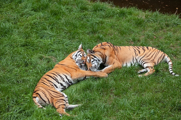 Twee Bengaalse tijgers liggen op de groene grasate-relatie.