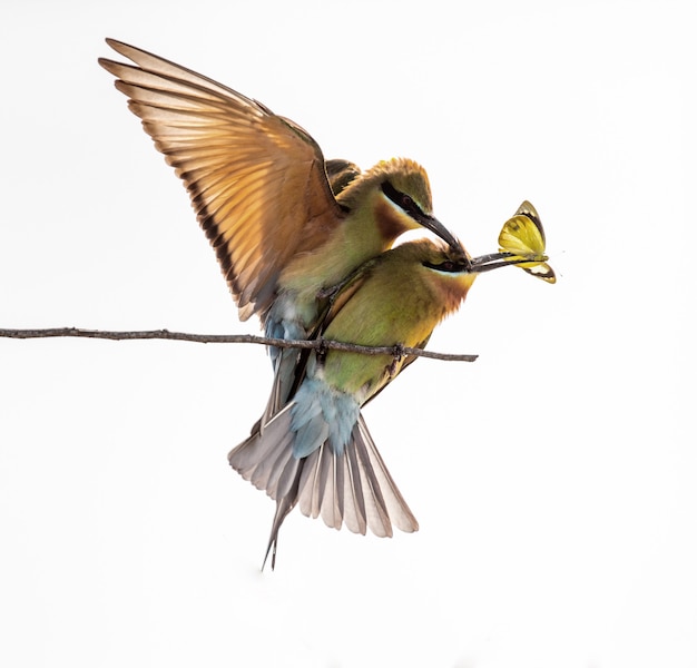 Twee bijeneters op een takje Yala National Park