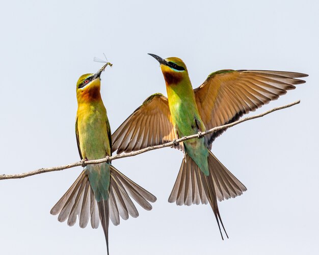 Twee bijeneters op een takje Yala National Park