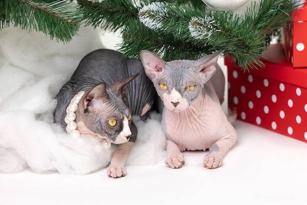 Twee binnenlandse Sphynx-katten die onder de kerstboom liggen met feestelijke rode stippengeschenkdozen eronder