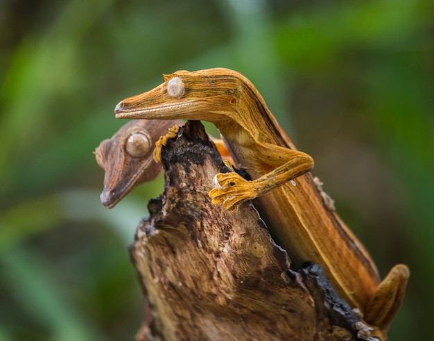 Foto twee bladstaartgekko zit op een tak. madagascar.