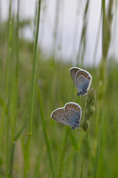 Twee blauwe vlinders op een plant in de natuur