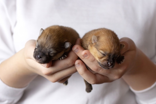 Twee blinde, pasgeboren puppy's van Pommeren in hun handen