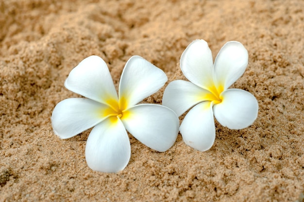 Twee bloemen naar zandstrand