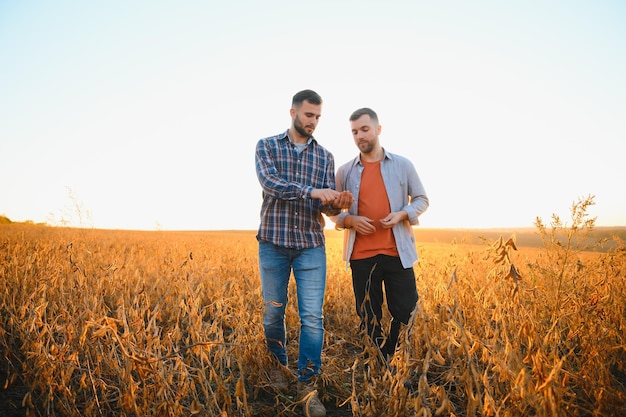 Twee boeren die in een veld staan en sojabonen onderzoeken voordat ze gaan oogsten