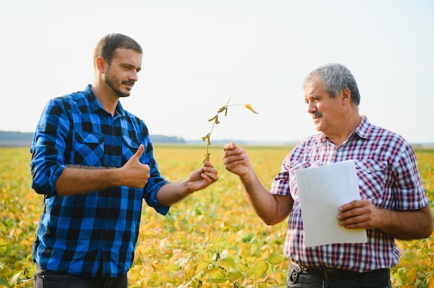 Twee boeren die in een veld staan en sojabonen onderzoeken voordat ze worden geoogst.