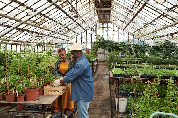 Twee boeren die samen zaailingen planten in de kas