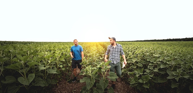 Twee boeren in een agrarisch veld met zonnebloemen Agronoom en boer inspecteren potentiële opbrengst