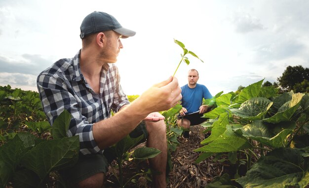 Twee boeren in een agrarisch veld met zonnebloemen Agronoom en boer inspecteren potentiële opbrengst