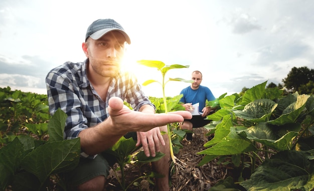 Twee boeren in een agrarisch veld met zonnebloemen Agronoom en boer inspecteren potentiële opbrengst