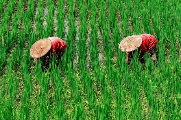 Twee boeren in rode kleding zijn aan het werk in een rijstveld