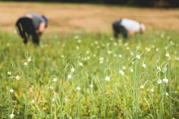 Twee boeren knoflook plukken in het veld