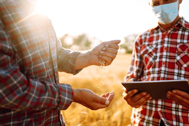 Twee boeren met steriele medische maskers met een tablet in hun handen in een tarweveld tijdens een pandemie