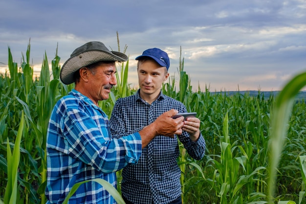 Twee boeren staan in maïsveld en bespreken oogstgewassen jonge agronoom met touch tablet pc leert...