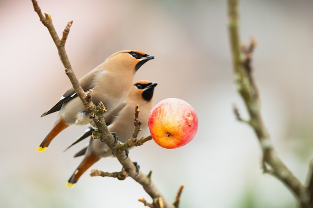 Twee Boheemse waxwings zittend op een tak in de winter natuur.