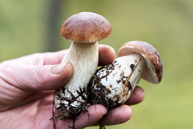 Twee boletuspaddestoelen in de uitgestrekte palm van een paddestoel