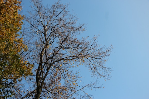 Twee bomen in gele bladeren en met kale takken tegen de lucht