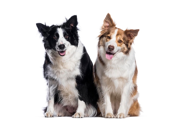 Twee border collie honden zitten en zuchten op een witte achtergrond