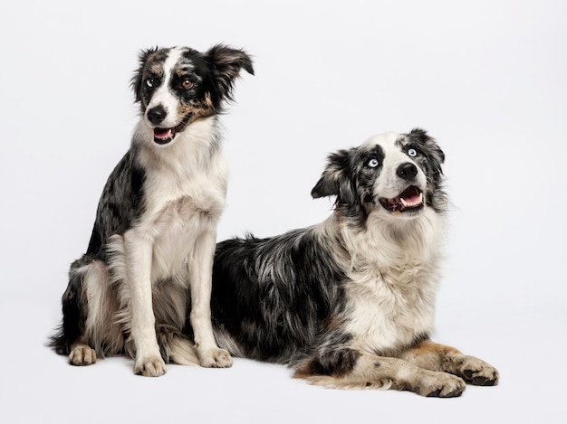 Twee Bordercollies die voor een witte muur zitten en liggen