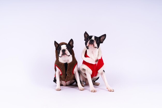 Twee boston terrier honden poseren in een studio met een witte en donkere achtergrond