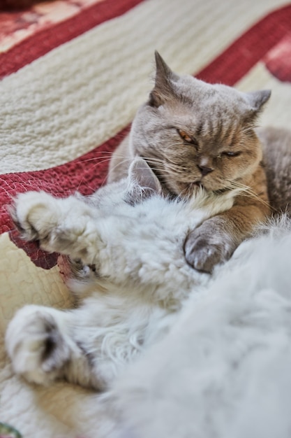 Twee Britse katten, langharige en kortharige, likken elkaar op het bed.