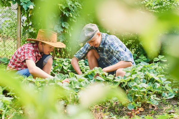 Twee broers oogsten aardbeien in het dorp