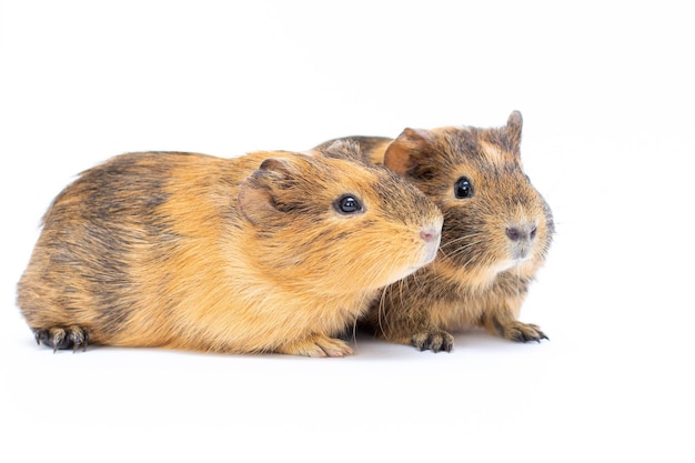 Twee bruine grappig uitziende cavia geïsoleerd op wit