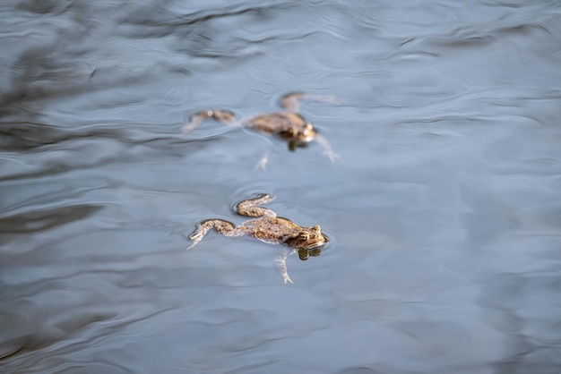 Foto twee bruine kikkers zwemmen in het water close-up concepten van wilde dieren natuur dieren en amfibieën