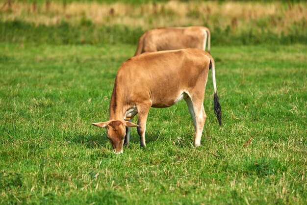 Twee bruine koeien grazen op een biologische groene melkveehouderij op het platteland Runderen of vee in een open, leeg en uitgestrekt grasveld of weide Runderen op agrarisch en duurzaam land